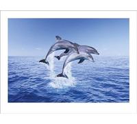 Pyramid International Dolphin Stampa Artistica con Trio di Delfini, Carta, Multicolore, 30 x 40 x 1.3 cm