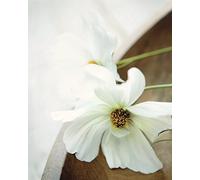 Pyramid International Ian Winstanley White Still Life II - Stampa su Tela, Multicolore, 40 x 50 cm