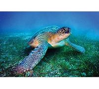 Pyramid International "Loggerhead Sea Turtle Maxi Poster, plastica/Vetro, Multicolore, 61 x 91.5 x 1.3 cm