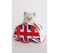 Pyramid International Maxi Poster con Gatto dell'Union Jack, Legno, Multicolore, 91.5 x 61 x 0.03 cm