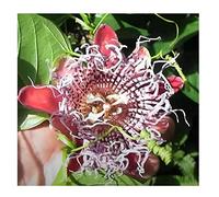 Pz. - 10x Passiflora Quadrangularis Rassiflora Cespuglio Pianta - Seme B52 - Seeds & Plants Shop by Ipsa