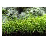 Pz - 30x Eleocharis Acicularis Mini Gronda Ago Acquario Piante - Semi A62 - Seeds & Plants Shop by Ipsa