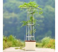 QATGQBCF Staffa di Arrampicata per Fiori all'aperto e per Interni, rampicante per Piante da ombrellone, palo di Supporto per l'arrampicata in Giardino(White,225cm)