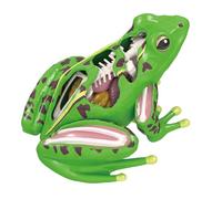 Qcbuegof Rane A Forma Di Anatomia Modello Puzzle Animali Giocattoli Per Bambini E Studenti di Medicina Attrezzature Giocattoli Educativi Animali Biologia Aiuto Didattico