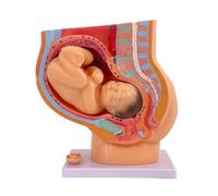 Qectial Modello di Gravidanza Placenta Sezione Trasversale Base Stabilizzata PVC Colorato per Visualizzazione Didattica Insegnamento Medico Aula Studio , style to 1