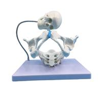 Qectial Modello di Scheletro Pelvico Femminile Simulazione Della Vescica: 1 Modello Dimostrativo di Ostetricia Stabile in PVC per Ausilio Didattico Scientific