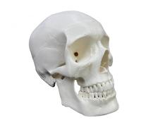 Qectial Testa Anatomica Umana Modello Cranico Modello Fisiologico Modello Didattico Modello Strutturale in PVC con Dettagli Ossei E Linee di Adatto a Studenti, style to 5