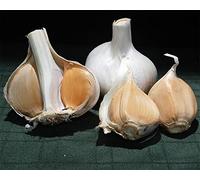 Qhaitang Aglio da Semina -Aglio Pregiato - IDEALE per la Semina e per il Consumo alimentare, 200g