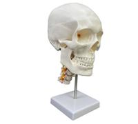 Qianly Modello Strutturale Del Cranio Umano Realistico Modello di Cranio Strutturale Chiaro per Medici, Modello Di Teschio Bianco Con Colonna Cervicale