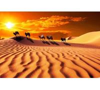 QiHon 5D DIY Diamond Painting Kit Completo Deserto Cammello Paesaggio Set di Pittura di Diamanti Stitch Kit Pittura Diamante con Numeri Decorazione per Casa Pareti 30x40cn