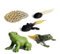 Qkbuza Modello Di Crescita Di Rana, Figure Di Ciclo Di Vita Di Crescita Rane Realistiche, Giocattolo Modello Animale Di Simulazione, Fasi Di Vita Di Rana