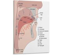 QMKADFQXF Vocal Tract Articulatory Organs Diagram Poster Articulation Places Chart Educational Canvas Wall-Art Living Room Bedroom(Unframed,08x12inch(20x30cm))