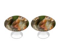 QMNBTES Pomelli vintage a forma di scoiattolo, per armadietti da cucina, in acciaio inox, decorativi, per cassettiere, cassetti, bagno, armadio, porta a due ante