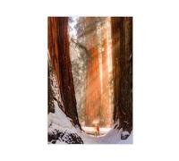 QOTOPGPG Poster su tela The Redwood National and State Parks (23), decorazione per camera da letto, ufficio, stanza, regalo, 50 x 75 cm