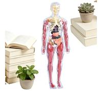 Qoukonao Modello Anatomico Del Corpo Umano Per Bambini,Giocattolo Educativo Corpo Umano,Modello Anatomia Educativa | Per Homeschooling Asilo Soggiorno Cameretta