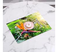QRFASFZO Set di 6 Tovagliette Americana Plastica Lavabili, antiscivolo, lavabili, in PVC, resistenti al calore,Fiori e uccelli del paradiso, uccelli del paradiso alla luce naturale del sole,45x30cm