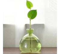 QSLKI Vaso In Vetro Per Albero Di Avocado, Kit Per La Coltivazione Di Alberi Di Avocado, Vaso Per Fiori E Ghiande, Vaso In Vetro Per Casa, Scrivania, Decorazione Per Gli Amanti Del (verde)