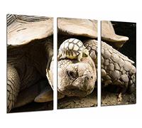 Quadri Fotocamera Poster Fotografico Multicolore 97 x 62 cm