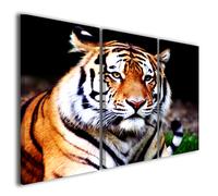 Quadri moderni Safari animali tigre tiger africa fauna stampe su tela