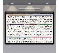 Quadri Moderni Soggiorno,Anatomia del Bassotto Diagramma Grafico Razze Canine Grafico Poster Stampa su Tela Immagini Dipinti per La Casa Wall Art Living Room Decor,Poster - 30X40Cm