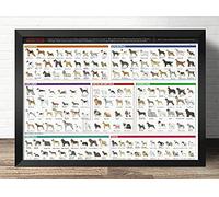 Quadri ,Pittura Decorativa Di Scienza Popolare Educazione Precoce - Cane Gatto - Pittura D'Arte Atlante, Gatto Conoscenza Arte Stampa Gatto Razze Wall Art, Fatti Su Stampa Gatto,Poster - 30X40Cm