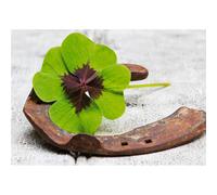 Quadro BUONA FORTUNA G1948 PINTDECOR