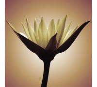Quadro FIORE DI LUCE G1944 PINTDECOR