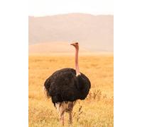 Quadro in alluminio composito 40 x 60 cm: Uccello di struzzo nel Parco Nazionale del Cratere di Ngorongoro Tour Safari nella Savana Africa. Splendida fauna selvatica in Tanzania (135714997)