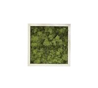 Quadro Lichene per Interno o Esterno, Parete Verde Quadretto Likene Naturale Artificiale Decorativa, Muschio Stabilizzato Soggiorno Camera Cucina Salotto Ufficio - Interno 50x50 Esterno 52x52 cm