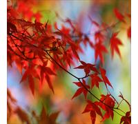 QUADRO NATURA MODERNO IN SU VETRO TEMPERATO 50x50CM AUTUNNO FOGLIE ROSSE