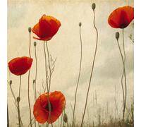 Quadro PAPAVERI G1146 PINTDECOR