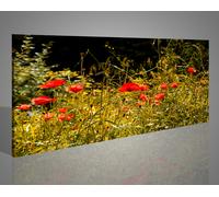 Quadro stampa con papaveri rossi in un campo colorato 1377