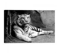 Quadro Stampa su Tela con Telaio Tigre Bianca
