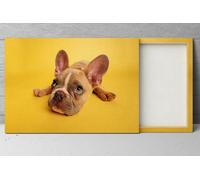 Quadro Stampa su tela fine art BULLDOG FRANCESE cane arredamento home decor