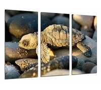 Quadro su Legno, Allevamento di Tartarughe Marine sulle Pietre della Spiaggia, 97 x 62cm, Stampa in qualita Fotografica. Ref. 26802