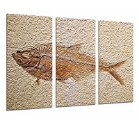 Quadro su Legno, Fossile di Pesci Animali, Pesci di Archeologia, 97 x 62cm, Stampa in qualita Fotografica. Ref. 26823
