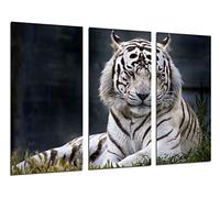 Quadro su Legno, Tigre Bianca, Animali, 97 x 62cm, Stampa in qualita Fotografica. Ref. 26310