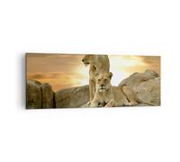 Quadro su Tela 140x50cm Leoni tramonto rocce artigli Stampe Immagini Murale