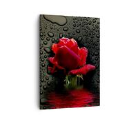 Quadro su Tela 50x70cm Fiore rosa rossa acqua rugiada Stampe Immagini Murale