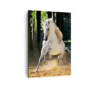 Quadro su Tela 50x70cm Polvere emozioni cavallo natura Stampe Immagini Murale