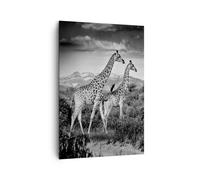 Quadro su Tela 70x100cm Giraffe Bianco E Nero Fotografia Stampe Immagini Murale