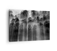 Quadro su Tela 70x50cm Alberi Dentro Nebbia Stampe Immagini Quadri Murale
