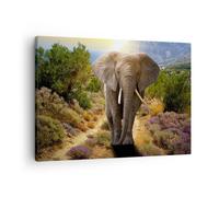 Quadro su Tela 70x50cm Animali Africa elefante camminare Stampe Immagini Murale
