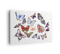 Quadro su Tela 70x50cm Farfalle illustrazione colorito ali Stampe Murale