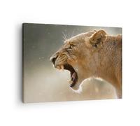 Quadro su Tela 70x50cm Leone Leonessa Zanne Stampe Immagini Quadri Murale