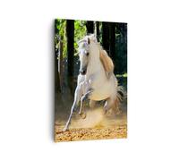 Quadro su Tela 80x120cm Polvere emozioni cavallo natura Stampe Immagini Murale