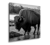 Quadro su tela Bison sul fiume nella luce d'autunno dorata, formato: 40 x 40 cm, effetto: bianco e nero, XXL, stampa artistica su telaio, decorazione da parete o soggiorno
