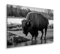 Quadro su tela Bison sul fiume nella luce d'autunno dorata, formato: 60 x 40 cm, effetto: bianco e nero, XXL, stampa artistica su telaio, decorazione da parete o soggiorno