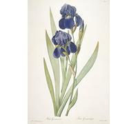 Quadro Su Tela Stampa Poster Famoso Iris germanica di Pierre Joseph Redouté per la decorazione domestica dell'ufficio 60x90cm