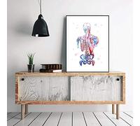 Quadro su Tela Stampato Immagine modulare Muscoli Umani Nordic Poster Scheletro Anatomia Pittura ad Acquerello Corpo Decorazione murale Medica 45x60cm Senza Cornice
